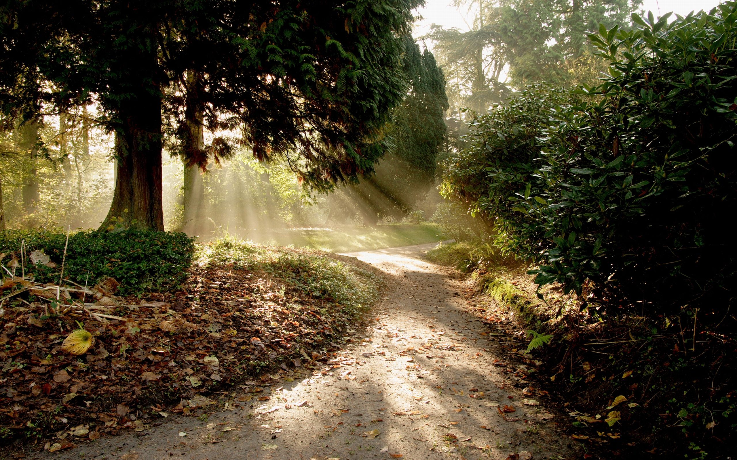 forest road landscape
