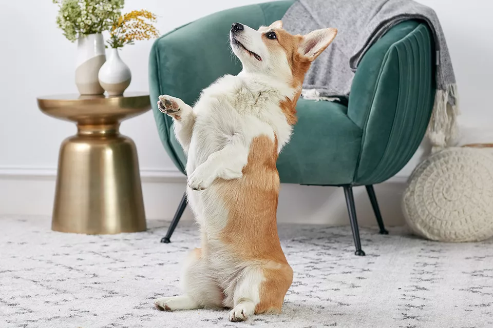 TRAIN AI WITH DOG TRICKS